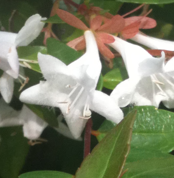 Spotting Image 1