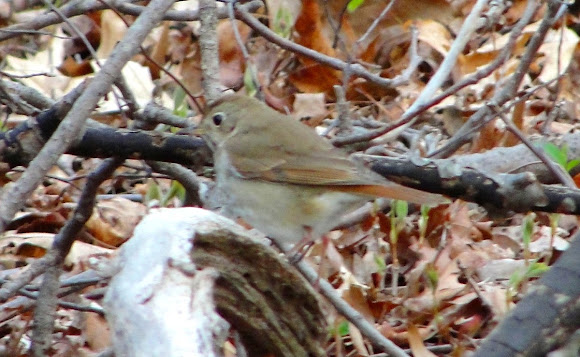 Spotting Image 1