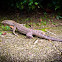 Clouded Monitor