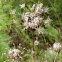 Queen Anne's lace (seed-head)