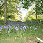 Bluebell Meadow