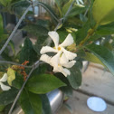 Star jasmine (Trachelospermum jasminoides)
