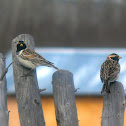 Lapland longspur