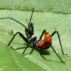 Wheel bug, nymph