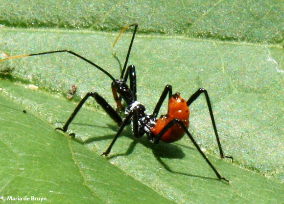 Spotting Image 1