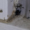 Southern Black Widow