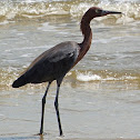 Reddish Egret