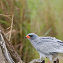Pale Chanting Goshawk