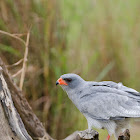 Pale Chanting Goshawk