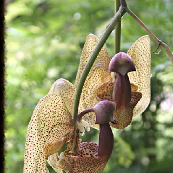 Bucket orchid Project Noah