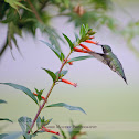 Male Ruby-throated Hummingbird