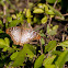 White Peacock Butterfly