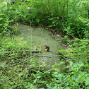 Eastern Chipmunk