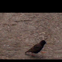 European starling