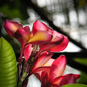 Frangipani