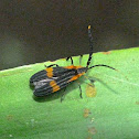 Net-winged beetle