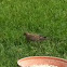 Mourning dove