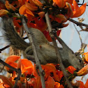 squirrel