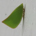 Green Plant Hopper