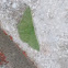 Southern Emerald Moth