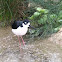 Black-necked Stilt