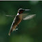 Ruby-throated Hummingbird