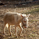 Donkey