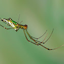 Orchard Spider
