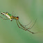 Orchard Spider