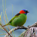 Red-necked Tanager