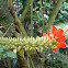 Chachafruto´s flower