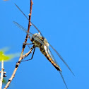 Variegated Meadowhawk