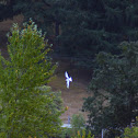 White-tailed Kite