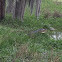 American alligator