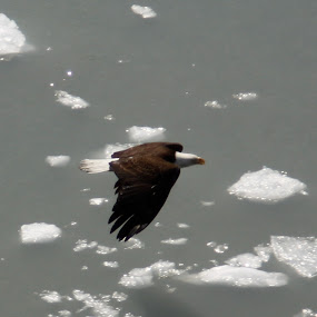 Eagle and Ice by Jason Kiefer - Animals Birds