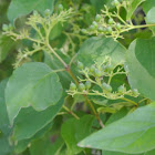 Roughleaf Dogwood Berries