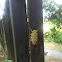Cicada