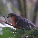 Eurasian Sparrowhawk male