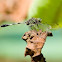 Variegated Green Skimmer, or Slender Skimmer, or Green Marsh Hawk