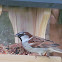 House Sparrow