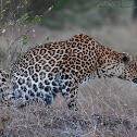 Leopard