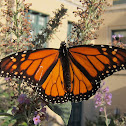 Monarch butterfly