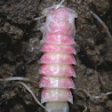 Black Firefly pupa