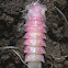 Black Firefly pupa
