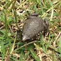Eastern Narrowmouth Toad