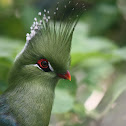 Livingstone's Turaco