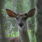 White tail deer