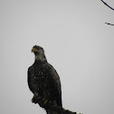 juv bald eagle