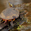 Eastern painted turtle