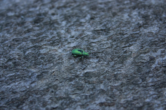 Spotting Image 1
